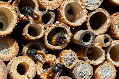 Saguzar habiak eta intsektuen hotela egiteko tailerra, Lizagasarren