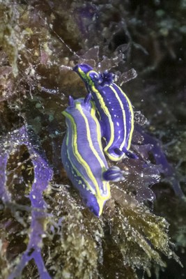 Zumaiako marearteko fauna eta geologia ezagutzeko irteera