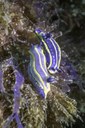 Zumaiako marearteko fauna eta geologia ezagutzeko irteera